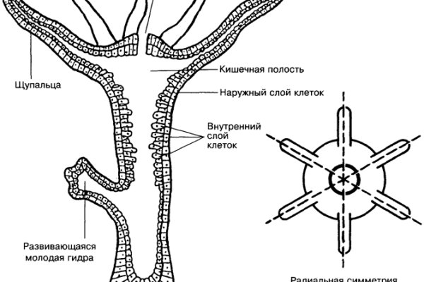 Где взять ссылку на кракен